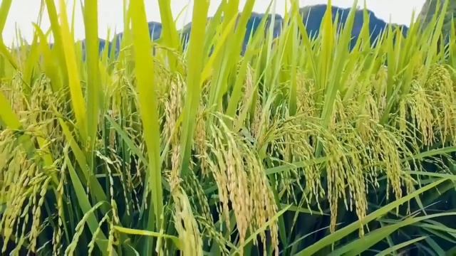 relaxation of flute music, Sundanese, West Java, Indonesia-rural nature смотреть онлайн