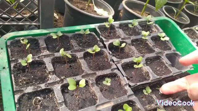 Апрельские посадки #огород #огородкруглыйгод #сад #корневойсельдерей #лукшалот #рассада #домвселе