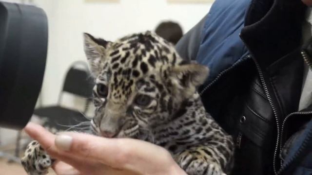 Ягуар Спарта из Самарского зоопарка смотреть онлайн