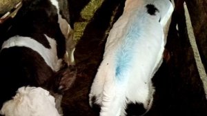 слабый телёнок разборка трактора