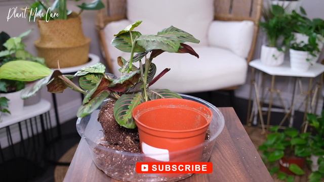 Prayer Plant (Maranta Leuconeura) Care And Growing Guide - Plant Mom Care смотреть онлайн