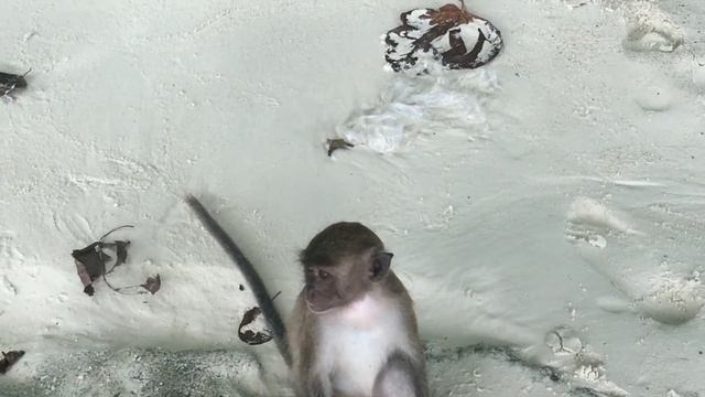 Острова Пхи-Пхи. Бухта Майя Бэй смотреть онлайн