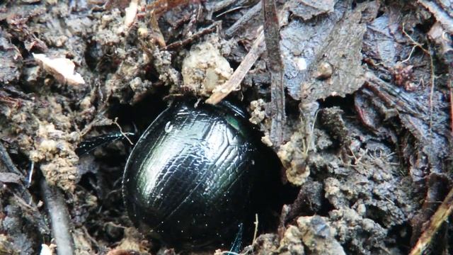 Жук закапывается в землю, навозник обыкновенный, Dung Beetle hiding in the ground смотреть онлайн