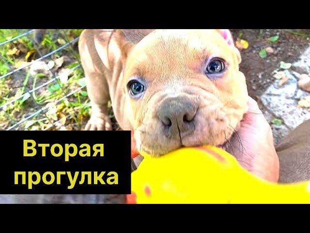 Вторая прогулка. Американский булли, сайт питомника ambullyhouse.ru смотреть онлайн