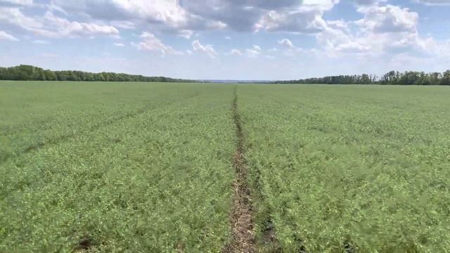 Нут 2022. Как его выращивают ? смотреть онлайн