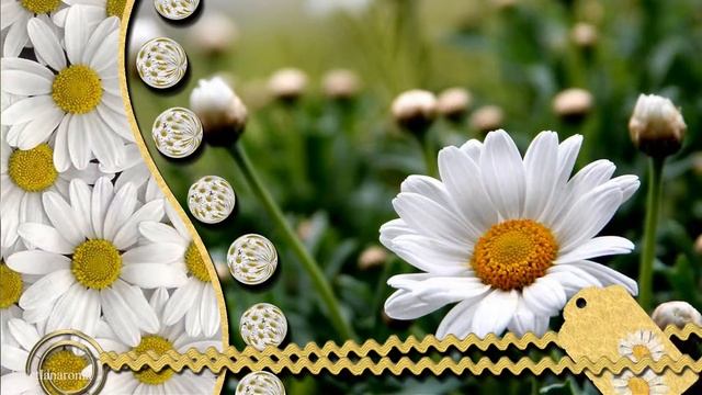 GALINA ZAYCHIKOVA !!! Swetlanaroma@mail ru смотреть онлайн