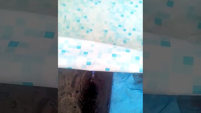Слить воду из бассейна после дождя.