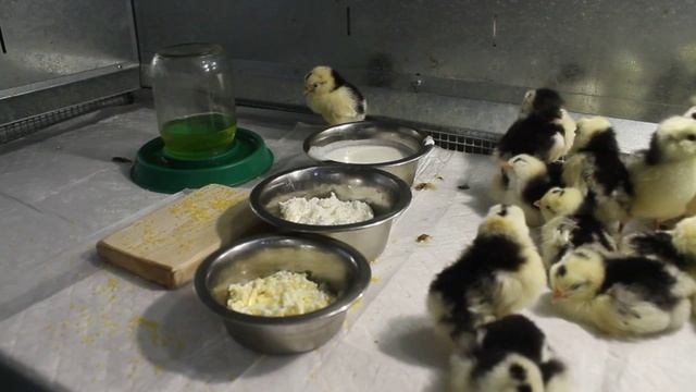 КОРМИМ ЦЫПЛЯТ НАТУРАЛКОЙ. смотреть онлайн