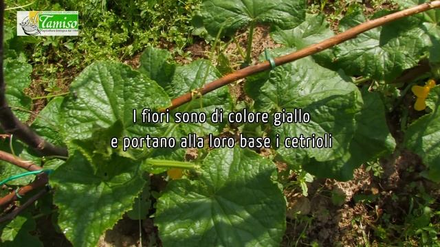 Orto biologico on line: cetrioli смотреть онлайн