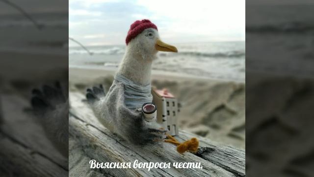 Чайка морская на берегу Балтийского моря смотреть онлайн