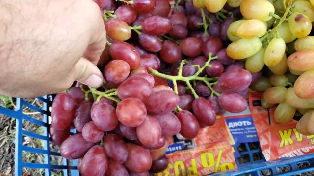 Виноград АРІЯ та БРИГАДИР смотреть онлайн
