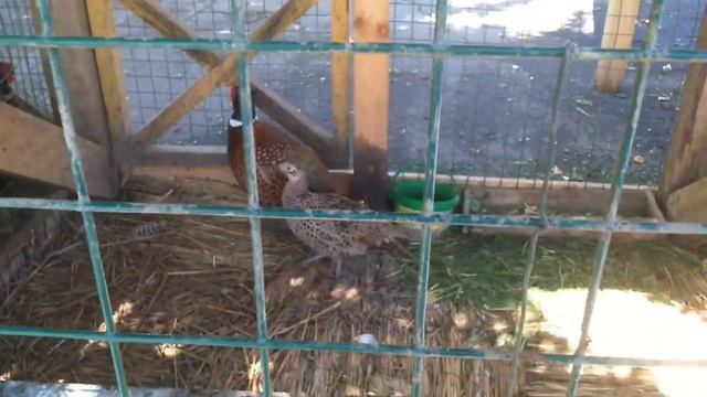 Фазаны: самка и самец смотреть онлайн