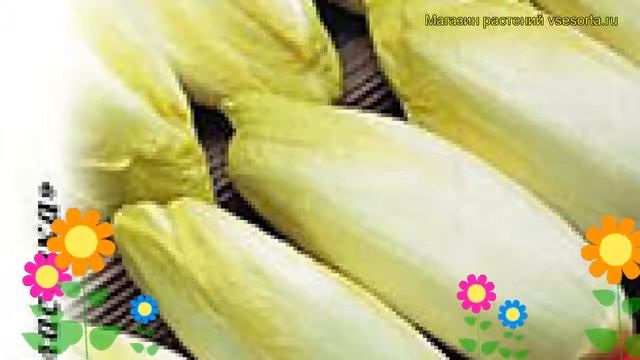 Цикорий салатный Витлуф. Краткий обзор, описание характеристик, где купить семена Cichorium Intybus