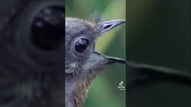 #мир #факты #наука #Лирохвост