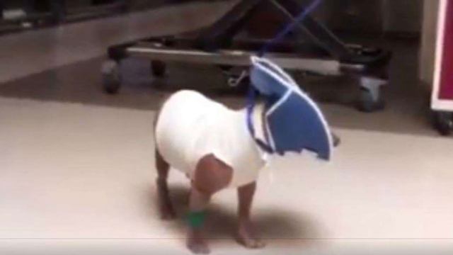 У пса все было относительно хорошо, пока на него не свалилась болезнь. смотреть онлайн