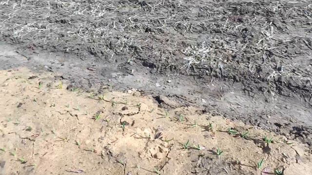 Время первой подкормки чеснока.