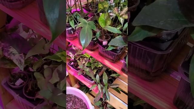 А вы хорошо себя вели? Кто вам нервы трепет?)#сингониум #моттлед