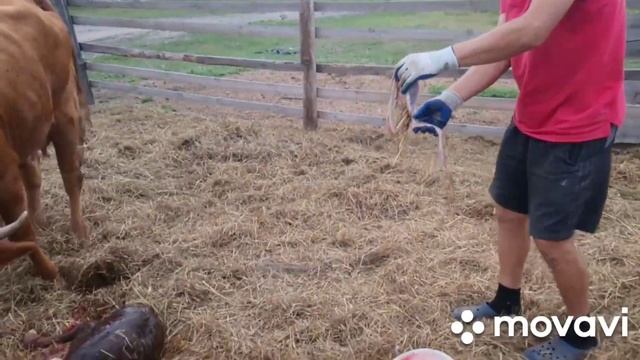 Отел коровы.Первотелки.