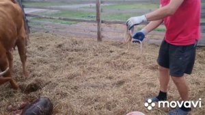 Отел коровы.Первотелки.