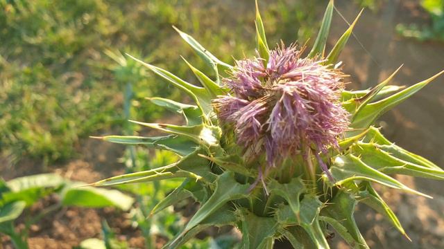 Silybum marianum - a natural remedy for the liver смотреть онлайн