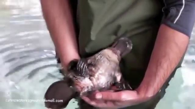 Маленький утконос резвится! Забавное видео