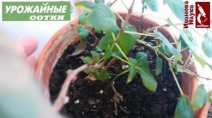 Завелись мушки в земле? Самый верный способ уничтожения грибного комарика навсегда!