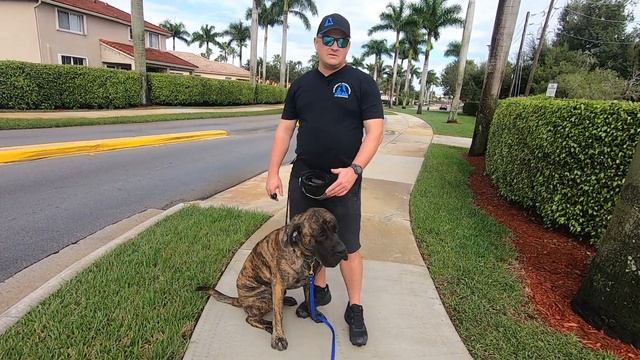 Is the English Mastiff the right breed for you and your family? смотреть онлайн