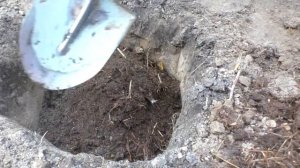 Как ПОСАДИТЬ СИРЕНЬ. Мои цветы. Мой опыт.