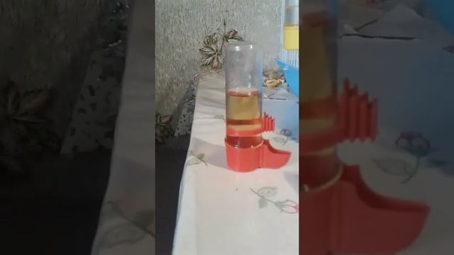Какую траву можно давать папугаям корела смотреть онлайн