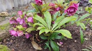 Морозники в саду.