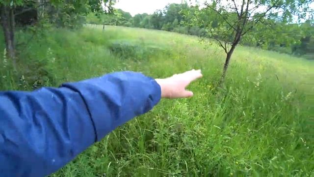 Душевный походик в лес. 18 июня 2020(3 часть) смотреть онлайн