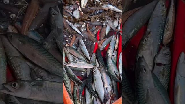 Приключения и путешествия