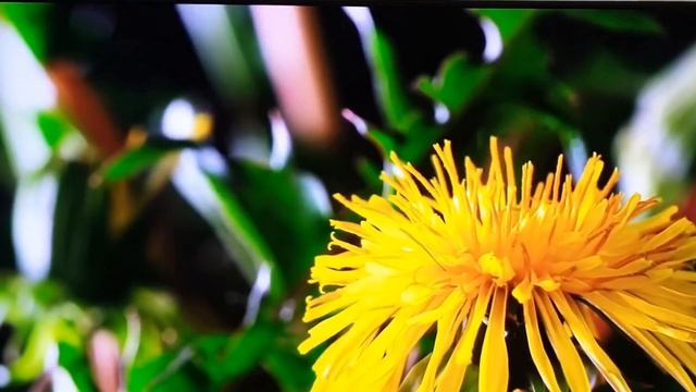 Телевизор Xiaomi Mi TV A2 43 смотреть онлайн