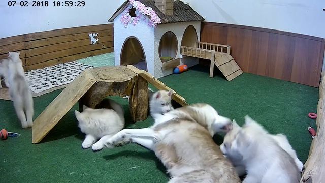 Игры с мамой Салли и вкусный пенек. смотреть онлайн