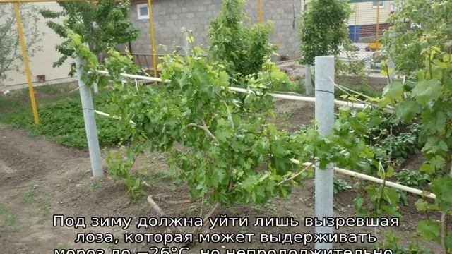 Где посадить виноград на участке смотреть онлайн