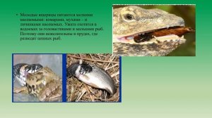 Размножение и развитие пресмыкающихся биология 8 кл