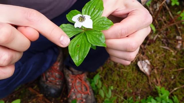 Let's ID: Bunchberry (Cornus canadensis) смотреть онлайн