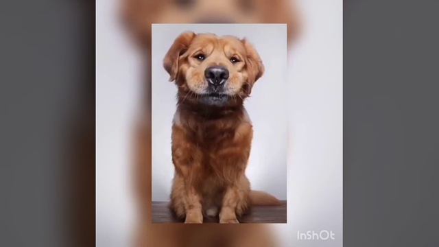 Как сделать смешное фото смотреть онлайн