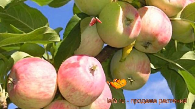 Яблоня карликовая Приземленное (malus prizemlennoe) ? обзор: как сажать, саженцы яблони Приземленно смотреть онлайн
