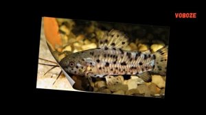 Сом Таракатум в аквариуме размножение, содержание, уход и чем кормить.