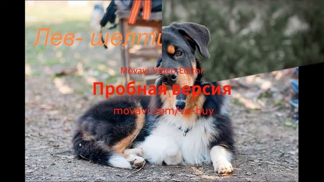 Какая порода собак тебе подходит по знаку зодиака? смотреть онлайн