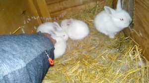 Крольчата выход  из гнезда