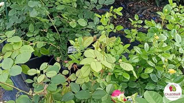 ЧТО С МОЕЙ РОЗОЙ? | пятнистость и как вылечить от неё розы смотреть онлайн