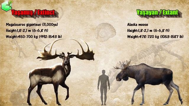 Animal Size Comparison [Living Extinct]