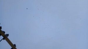 Курские голуби 11 января 2024 год.Семенихина Олега.Липецк.