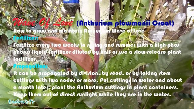 OUR THREE YEARS OLD ANTHURIUM WAVE OF LOVE PLANT.