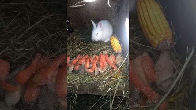 Как Живут Кролики! Как Кушают Кролики! Перекус ☑️ Лайфхак ? смотреть онлайн