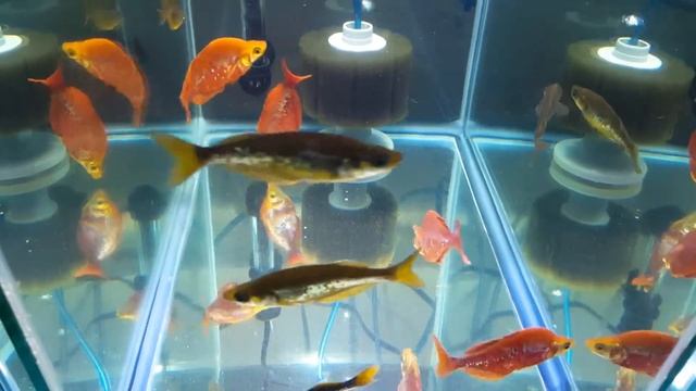 Glossolepis Incisus Red Rainbowfish HD1080