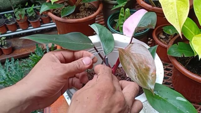 PHILODENDRON PINK PRINCESS | Repoting using soil less poting mix. смотреть онлайн