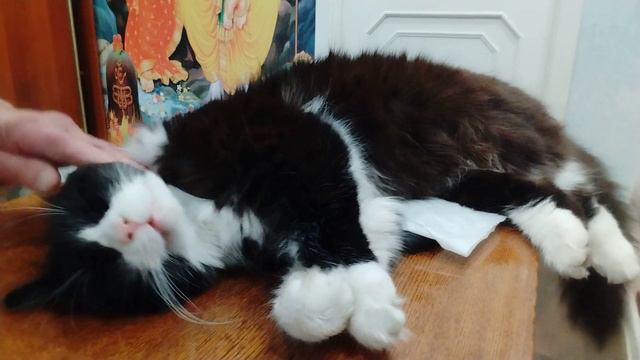 человек и Кошка вечером 3 ноября 2023 . смотреть онлайн